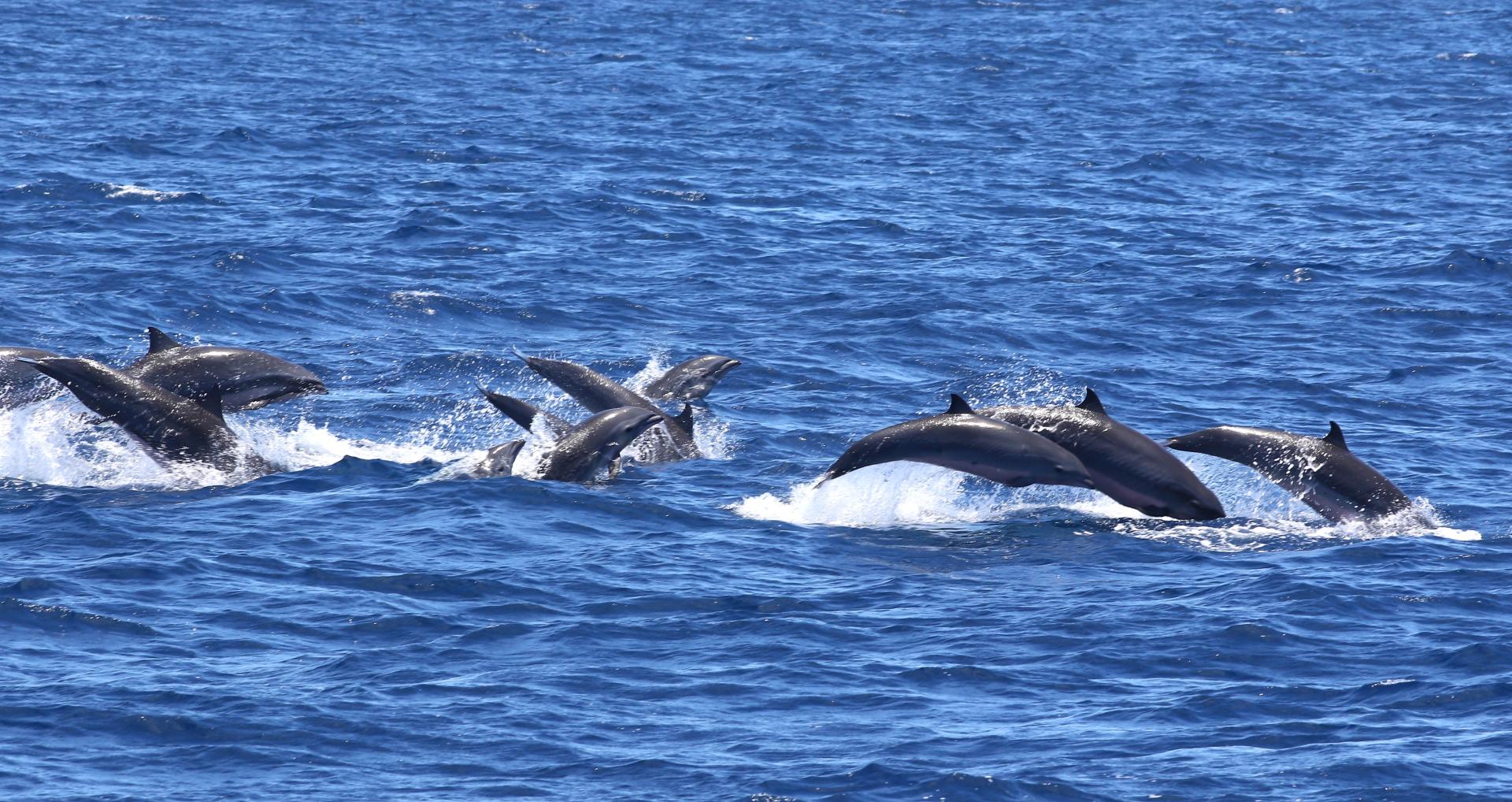 SP8A0622 - 複製.JPG