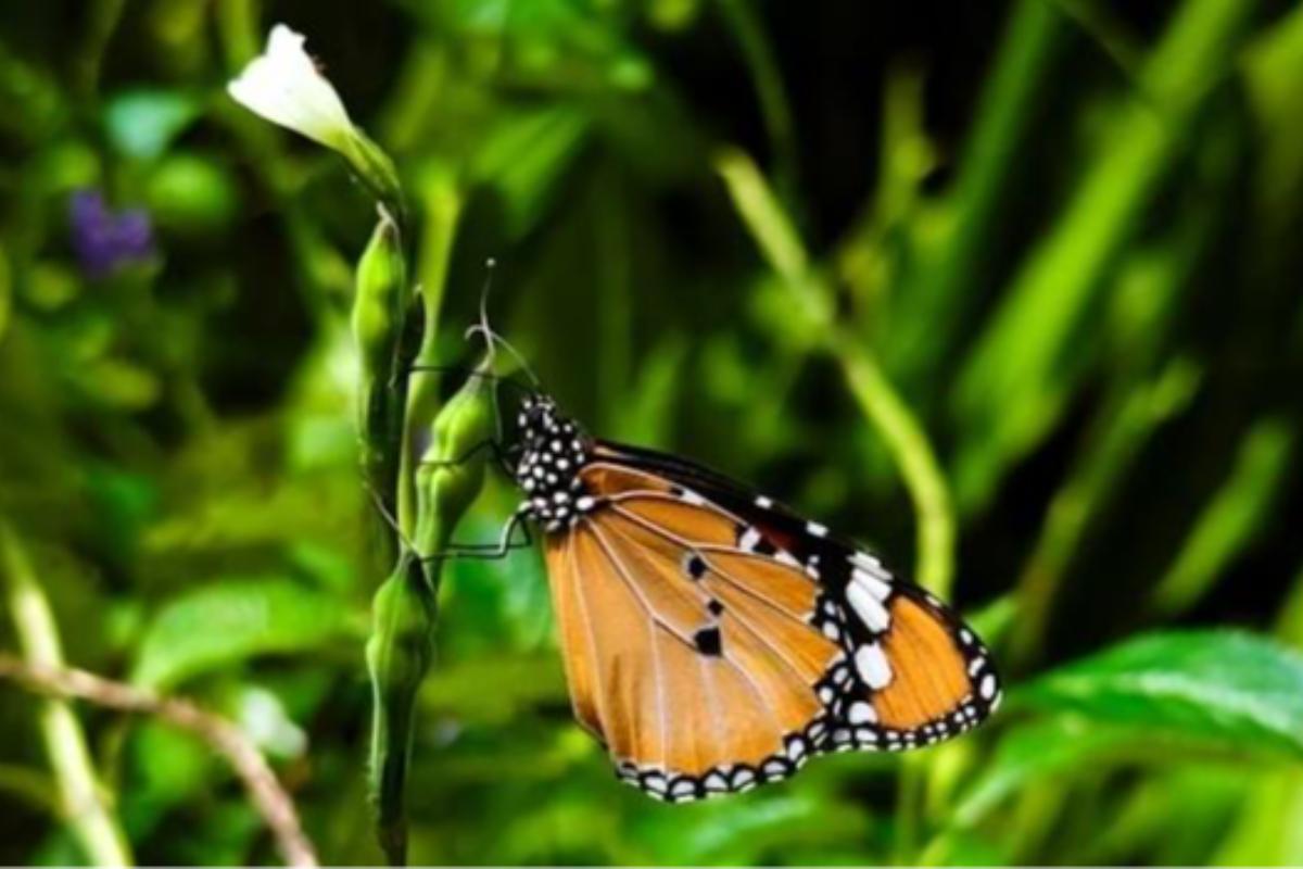 Biodiversity ISO：企業管理自然風險的新起點